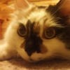 catkey69